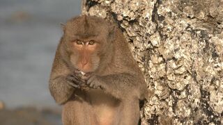 Les singes qui voulaient voir la mer