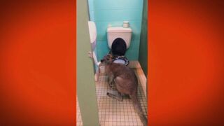 Le Must du ridicule