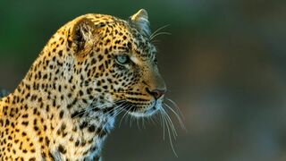 Léoparde : la reine du Serengeti