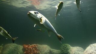 Les trésors de l'océan