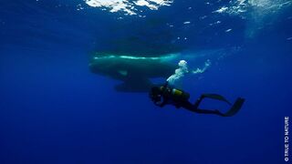 A la rencontre des baleines avec Steve Backshall