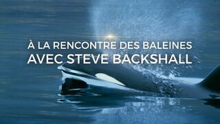 A la rencontre des baleines avec Steve Backshall