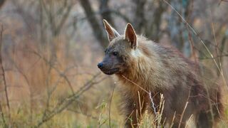 Au secours de la faune africaine