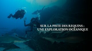 Sur la piste des requins : une exploration océanique