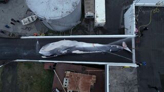 Le chasseur de baleines