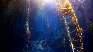 Kelp, I need somebody !