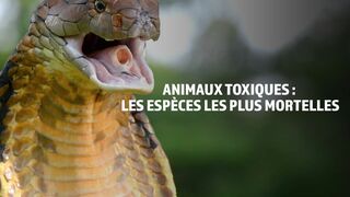 Animaux toxiques : les espèces les plus mortelles