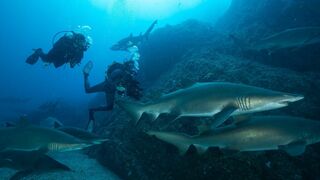 Sur la piste des requins : une exploration océanique