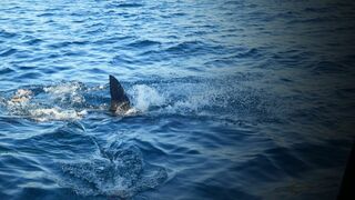 Géants des mers: Le requin