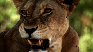 Lionnes, le combat des reines