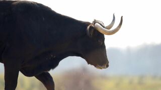 Dé-extinction, un nouvel espoir ?