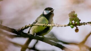 Le fabuleux destin des mésanges