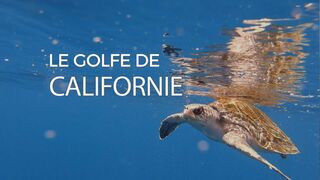 Le golfe de Californie