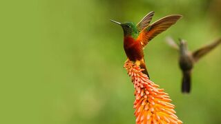 Prodigieux colibris