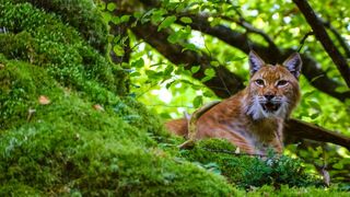 Une ferme sauvage
