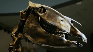 Le voyage du cheval d'Eurasie