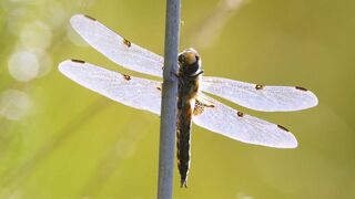 Le paradoxe des libellules