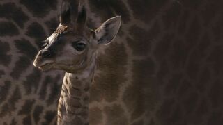 Maman girafe