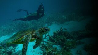 Australie : les profondeurs de l'Océan