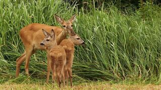 Animaux, l'art d'être parent
