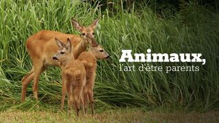 Animaux, l'art d'être parent