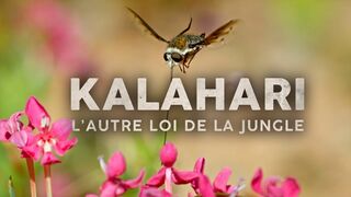 Kalahari l'autre loi de la jungle