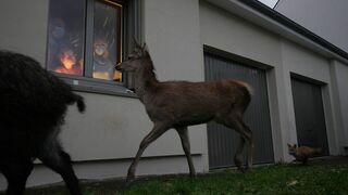 Quand l'homme n'est pas là, les animaux dansent
