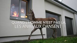 Quand l'homme n'est pas là, les animaux dansent