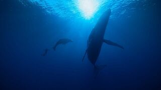 A la rencontre des baleines avec Steve Backshall