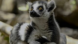 Alpha, la quête du pouvoir