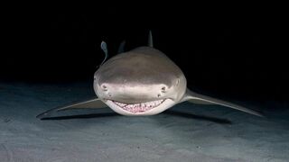 Face à face avec les requins