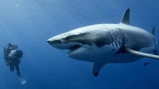 Cinquante nuances de requins