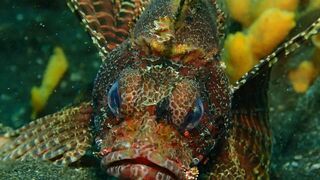 Lembeh, le paradis indonésien