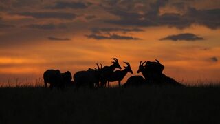 Peur sur la savane