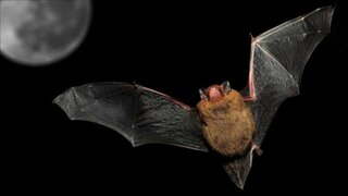 La chauve-souris pipistrelle de Nathusius
