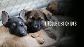 L'école des chiots