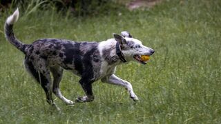 Bear, chien sauveur de koalas