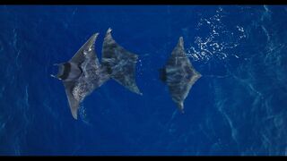 Mobula, la légende des diables