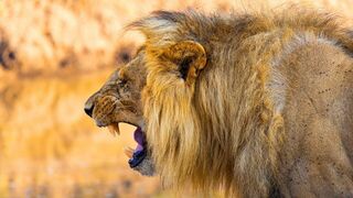 Devenir lion
