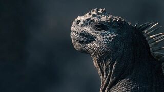 L'iguane marin des Galápagos : Une mystérieuse disparition