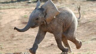 Refuges pour animaux sauvages