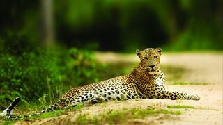 Yala, le royaume des léopards