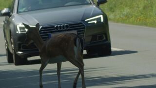 Attention ! Passage d'animaux : Quand la faune croise nos routes