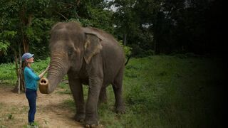 L'hôpital des éléphants