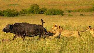 Frères lions