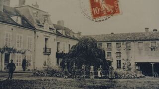 Le plus bel arbre
