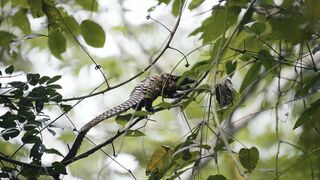 L'ami pangolin