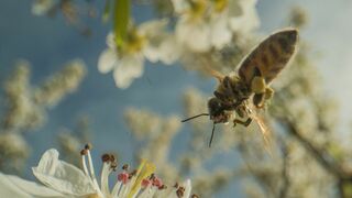 La forêt des abeilles sauvages
