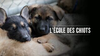 L'école des chiots