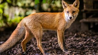 Le monde secret des renards
